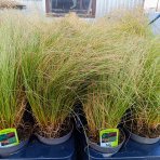 Ostrica (Carex comans) ´FROSTED CURLS´ - kont. P11
